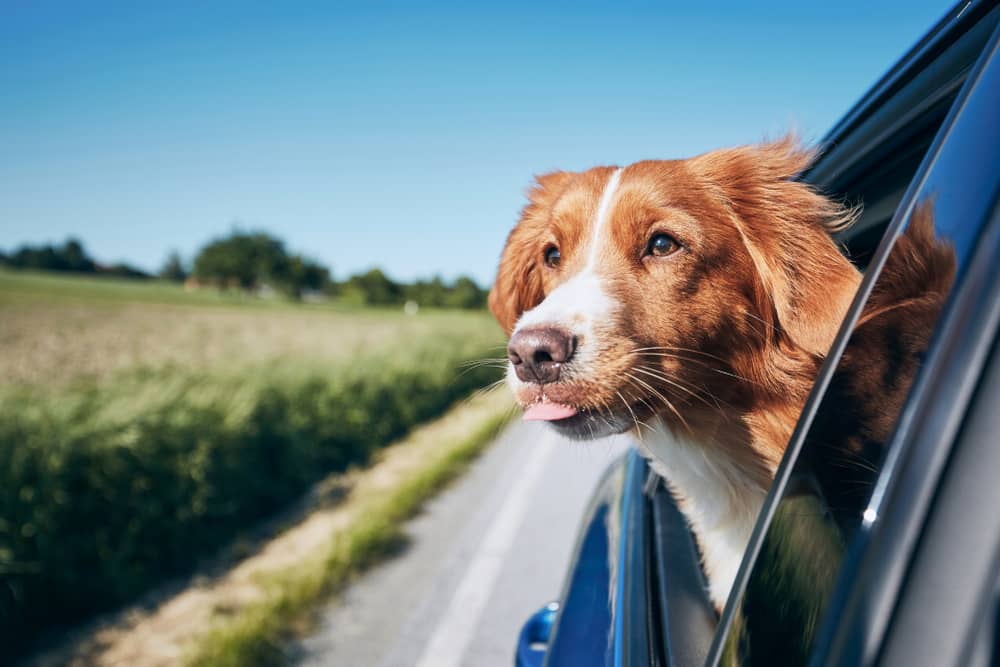 Voyager en voiture avec son chien - Blog