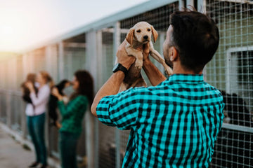 Adopter un animal de compagnie - Le certificat d'engagement et de connaissance - Animojo.fr