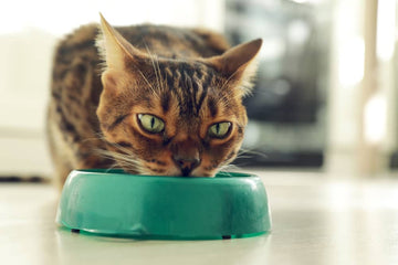 Alimentation féline - Faut-il opter pour des croquettes sans céréales - Animojo.fr 