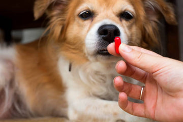 Comment donner des médicaments à son chien - Animojo.fr