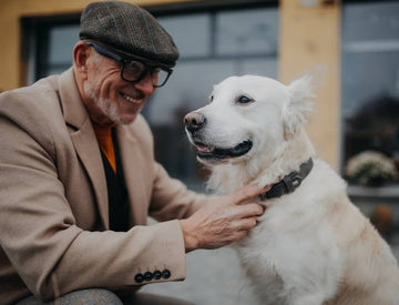 Comment fonctionne un collier anti-fugue sans fil pour chien - Animojo.fr