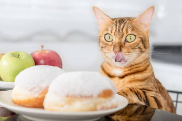 Diabète sucré chez le chat Causes, symptômes et traitements - Animojo.fr