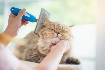 Faut-il brosser son chat Comment brosser son chat - Animojo.fr