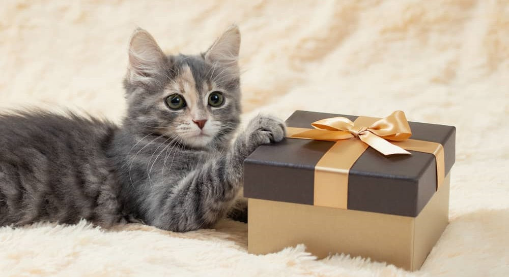 Les cadeaux chat les plus appréciés par les femmes