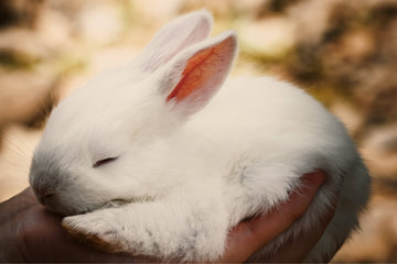 Guide - Tout savoir avant d'adopter un lapin de compagnie - Animojo.fr