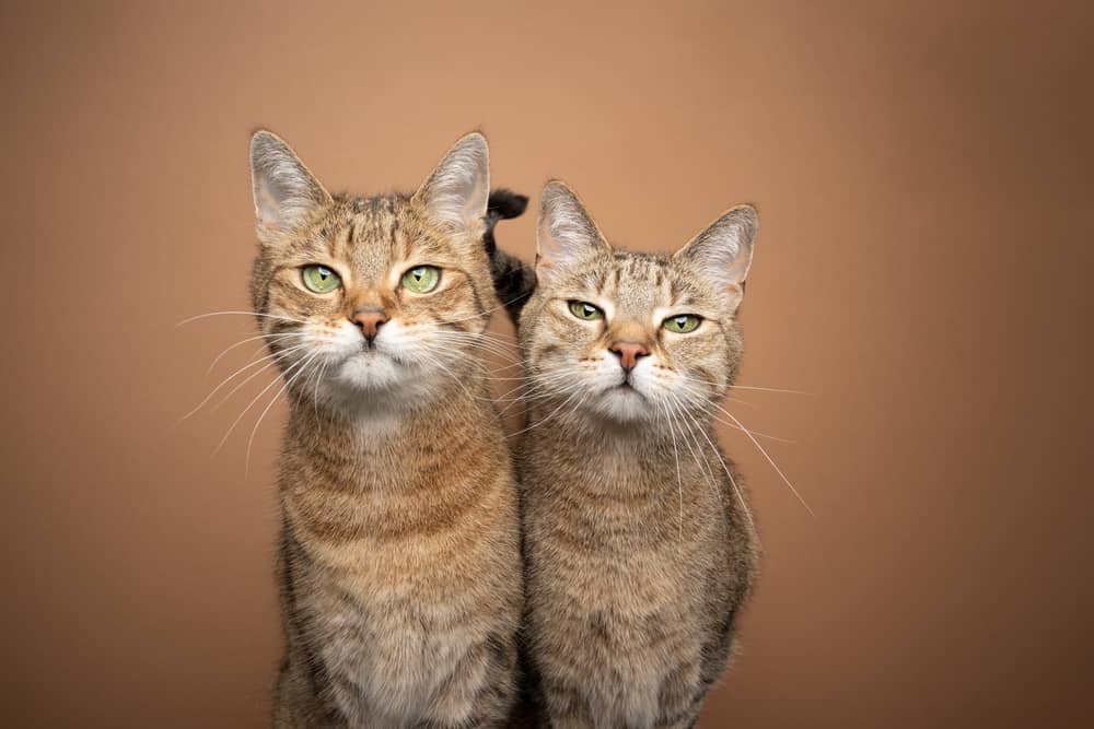 Les chats reconnaissent-ils leurs frères et sœurs ou leur mère ?