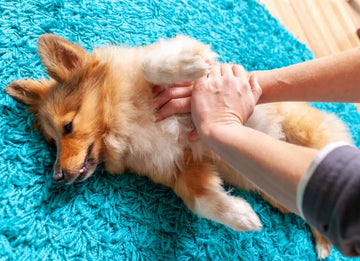Les crises convulsives chez le chien - Savoir les reconnaitre et agir - Animojo.fr