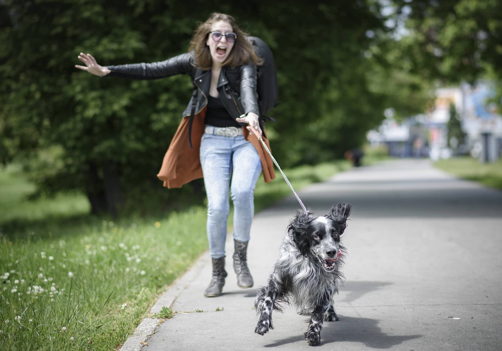 Mon Chien Tire En Laisse Que Faire Animojo fr mon-chien-tire-en-laisse-que-faire-animojo-fr