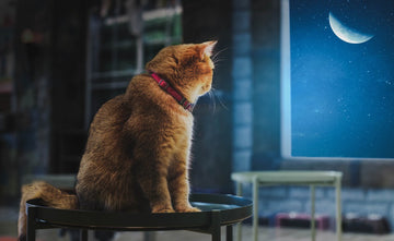 Pourquoi mon chat miaule la nuit - Animojo.fr