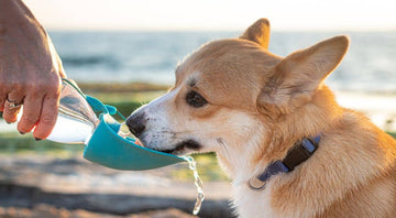 Pourquoi mon chien boit beaucoup d'eau ? Animojo.fr