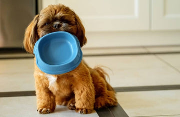 Quelle quantité de croquettes donner à mon chien ? Guide pratique - Animojo.fr