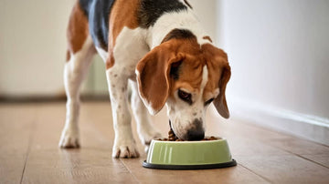 Quelles sont les meilleures croquettes pour chien stérilisé ?