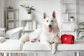 Trousse de premier secours pour chien - Que doit-elle contenir - Animojo.fr