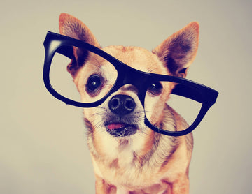 10 choses que vous ne savez (sûrement) pas sur les chiens - Animojo.fr