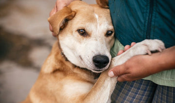 Adoption d’animaux (SPA) pendant la crise COVID-19 - Animojo