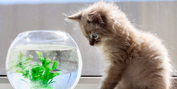 Pourquoi les chats ont peur de l’eau ? - Animojo