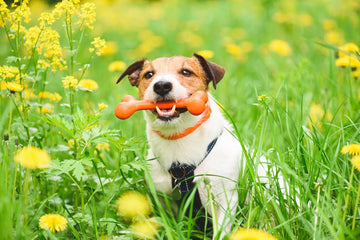 Collier anti-puces et anti-tiques pour chien comment choisir (du chiot au grand chien) - Animojo.fr (3)