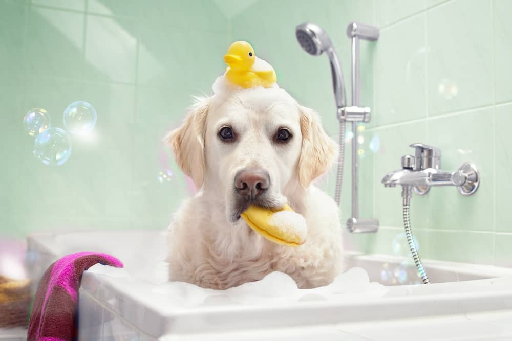 Comment laver son chien - Animojo.fr