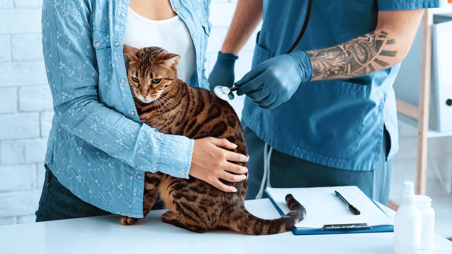 Comment maintenir son chat propre et en bonne santé - Animojo.fr