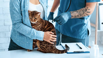 Comment maintenir son chat propre et en bonne santé - Animojo.fr