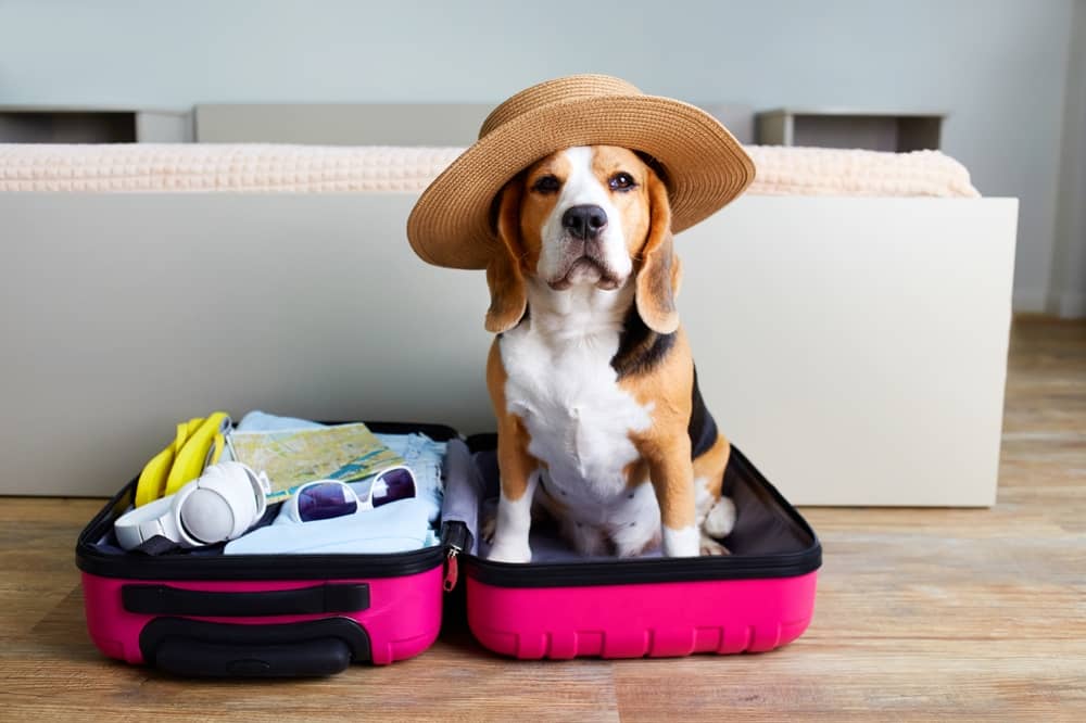 Faire voyager son chien sereinement - conseils pour la voiture, le train, l'avion - Animojo.fr (1)