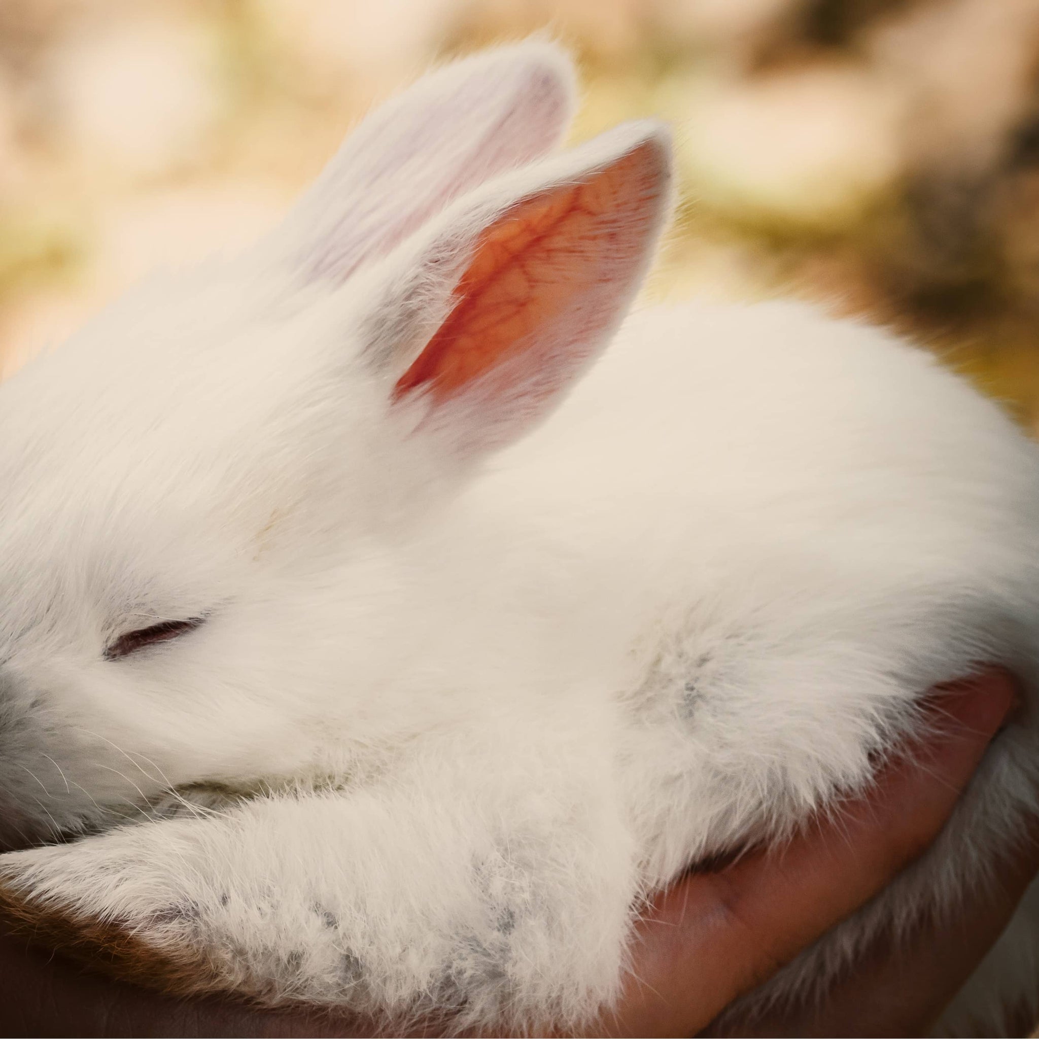 Nettoyer les oreilles de votre lapin