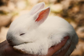 Le lapin et le furet : les informations de base avant d'adopter un