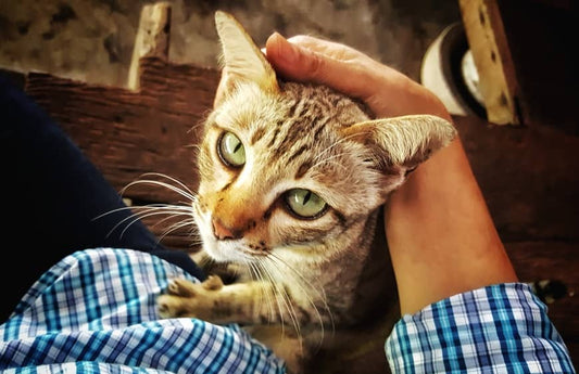 Les chats reconnaissent-ils leur maitre
