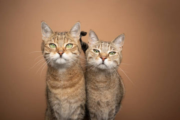 Les chats reconnaissent-ils leurs frères et sœurs ou leur mère - Animojo.fr