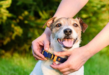 Les erreurs à éviter lors du choix d'un collier pour chien - Animojo.fr