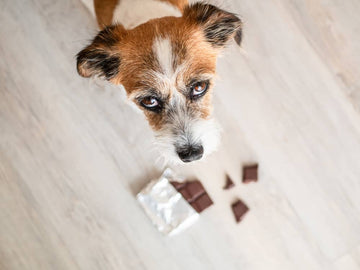 Mon chien a mangé du chocolat, que faire - Animojo.fr