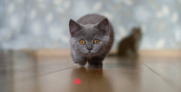 Pourquoi les chats jouent avec un laser ? 