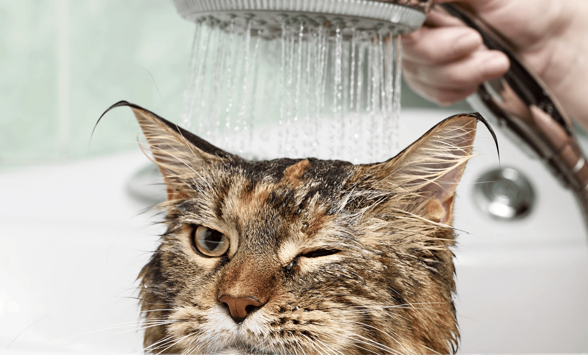 Pourquoi les chats n'aiment pas l'eau ?