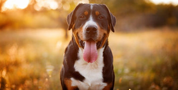 Pourquoi les chiens tirent la langue ? - Animojo