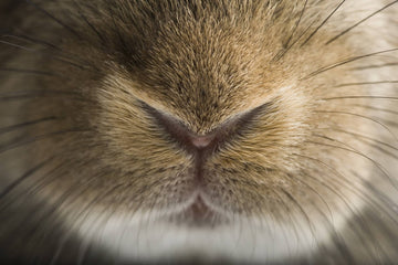 Pourquoi les lapins bougent leur nez - Animojo (2)
