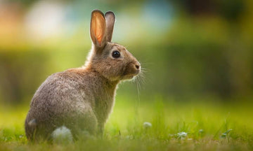 MYHOESWD belles oreilles de lapin en mouvement drô – Grandado