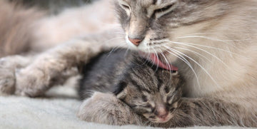 Pourquoi les chatons ont les yeux fermés à la naissance - Animojo