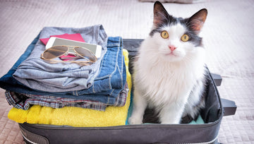 Quelles solutions pour garder votre chat pendant vos vacances 