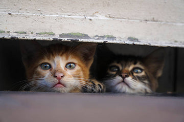 Deux chats cachés - animojo.fr
