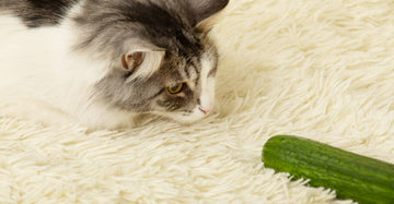 Pourquoi les chats ont-ils peur des concombres ?